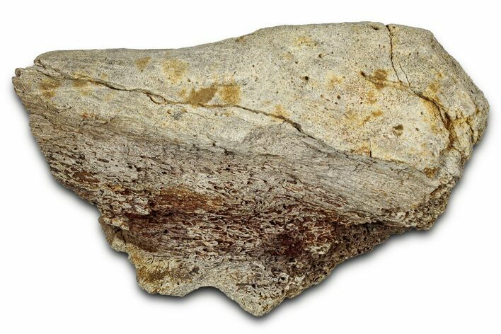 Fossil Ornithischian Dinosaur Bone Section - Montana #355116